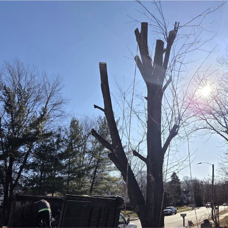 Landscaping in Sterling, VA